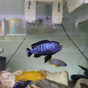 Cichlides Malawi