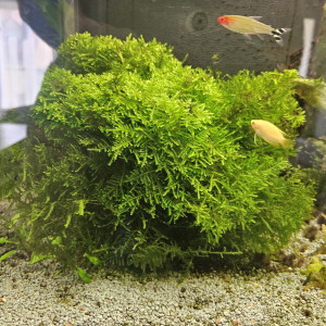 Weeping Moss mousse de java