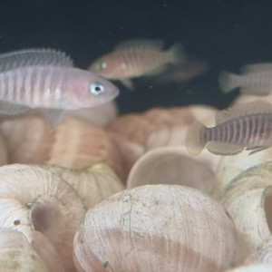 Vends Neolamprologus Multifasciatus