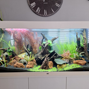 Juwel Rio 450 litre amazonien