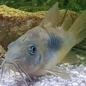 CORYDORAS AENEUS BRONZE