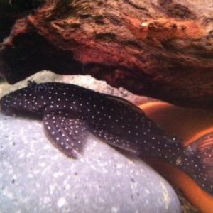 Ancistrus sp. L289