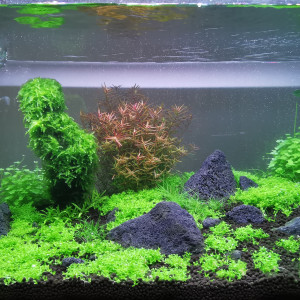 Aquarium Red crystal et Microfish