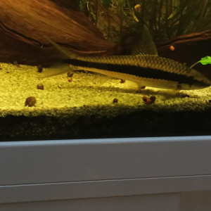 Crossocheilus siamensis