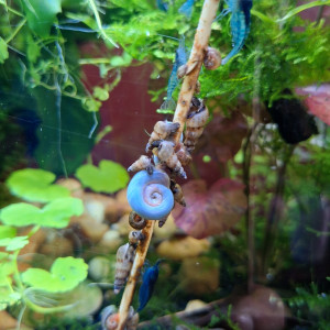 Publication de ArtemusKlegg