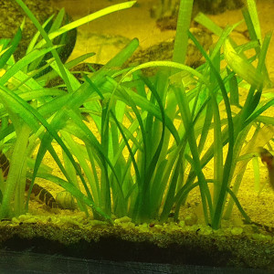 Publication de Aleau