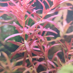 Publication de Loran