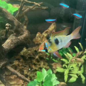 Ramirezi
