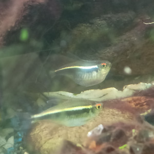 Publication de Aqualex10