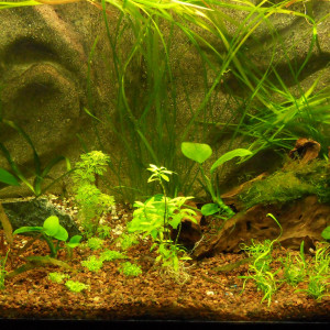 Mon ancien bac de 80 litres