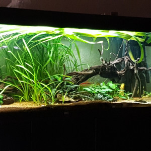 Juwel 240 litres