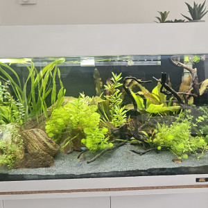 Biotope Amazonien