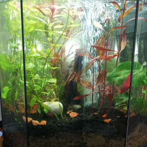 Mimi poisson