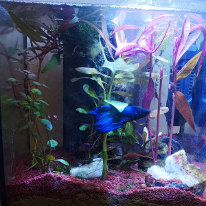 Aquarium combattant