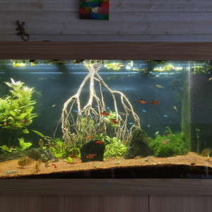 Amazonien 350