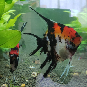 mon aquarium