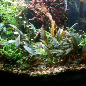 90l Jungle