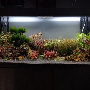 Aquatlantis 250l