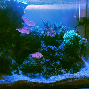 Mini Reef