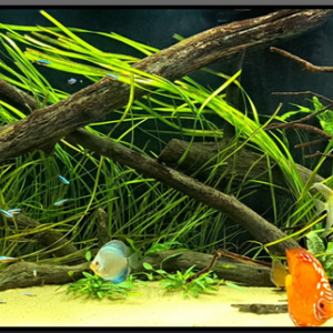 700L Amazonien_Discus