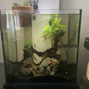20 litre betta