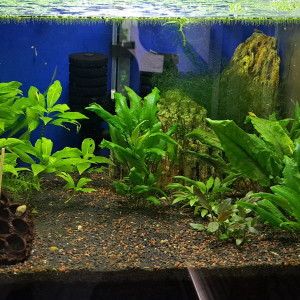 50L Neocaridina Yellow Neon