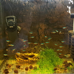 Publication de Lorent_Aquataz