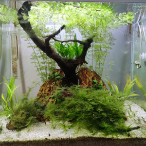 Aquarium Bureau