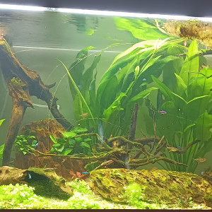 Juwel 350L