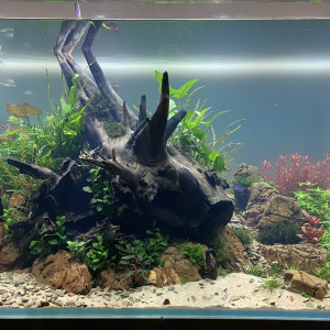 Découverte  Aquascaping