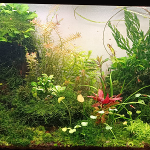 Caridina