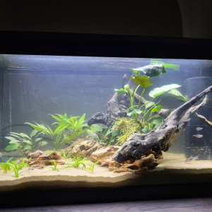 60l