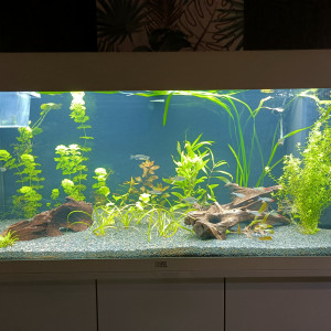 Juwel180