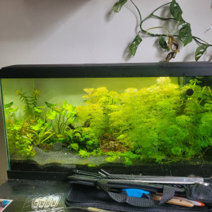 80L crevettes