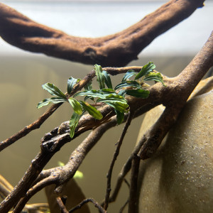 Biotope 1