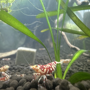 Publication de ManonJoy