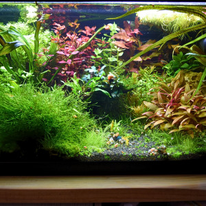 Publication de Noela