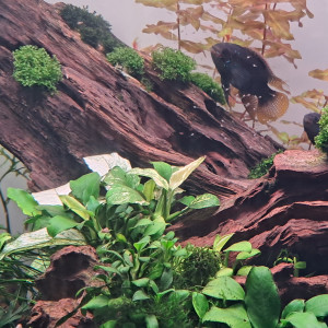 Publication de Damp92