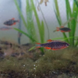 Rasboras galaxy