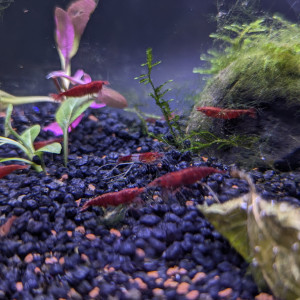 20L Neocaridina Red Cherry