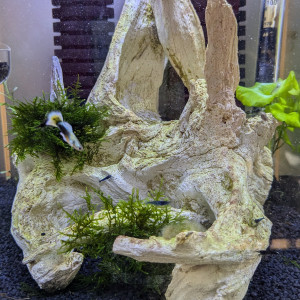 30L Neocaridina Blue Velvet
