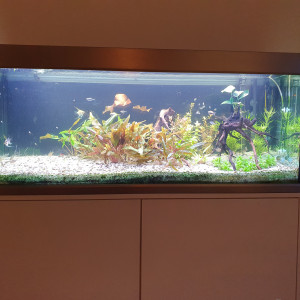 Amazonien