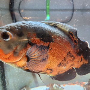 Astronotus + pleco