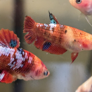 Publication de Nalia