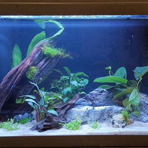 Betta