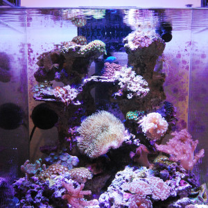 91 L récifal low teck