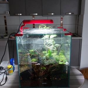 Crevettes  micro rasbora