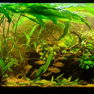 Cryptocoryne Aponogetifolia