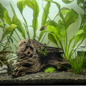 Aquarium de Nico
