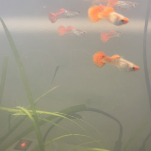Fishroom_88